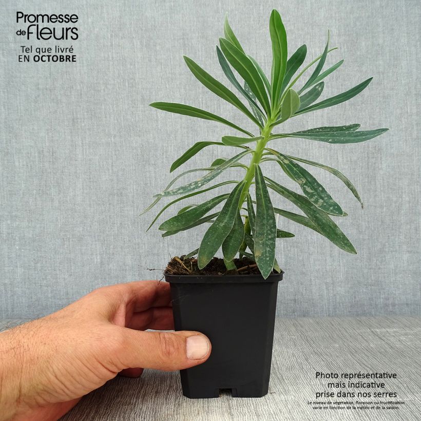 Ejemplar de Euforbio mediterráneo Humpty Dumpty - Euphorbia characias Maceta de 8/9 cm entregado en otoño