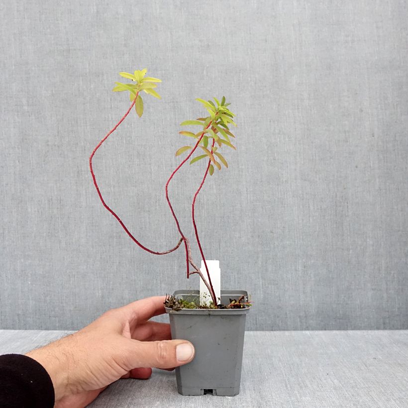 Ejemplar de Euphorbia cornigera Goldener Turm - Lechetrezna Maceta de 8/9 cm entregado en otoño