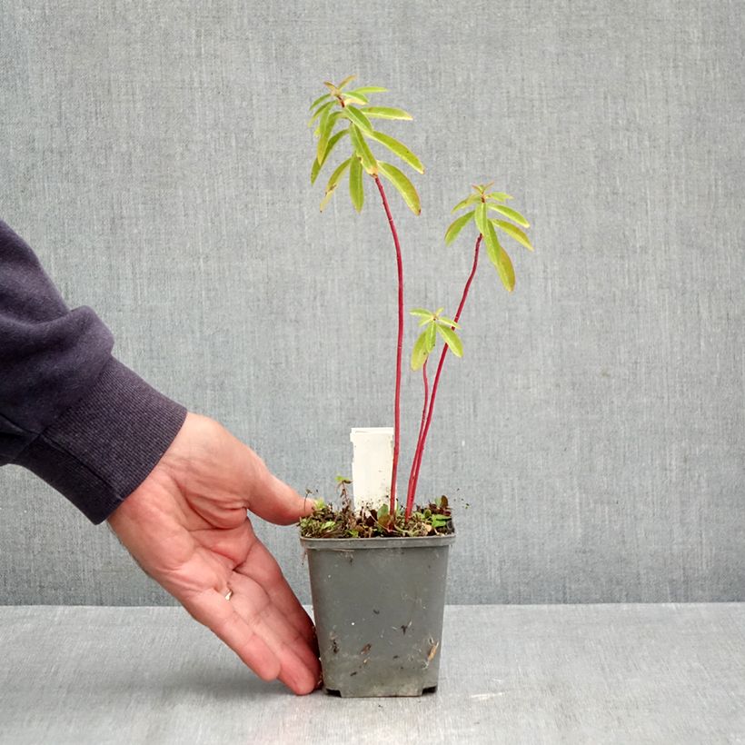Ejemplar de Euphorbia cornigera - Lechetrezna Maceta de 8/9 cm entregado en otoño