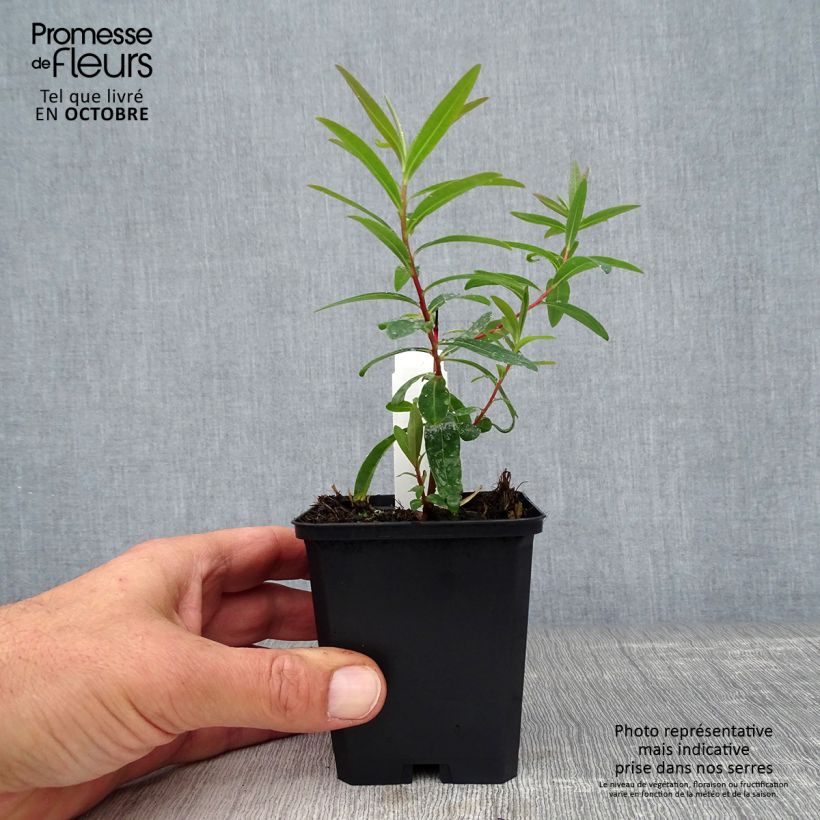 Ejemplar de Euphorbia palustris Walenburg's Glory - Lechetrezna de pantano Maceta de 8/9 cm entregado en otoño