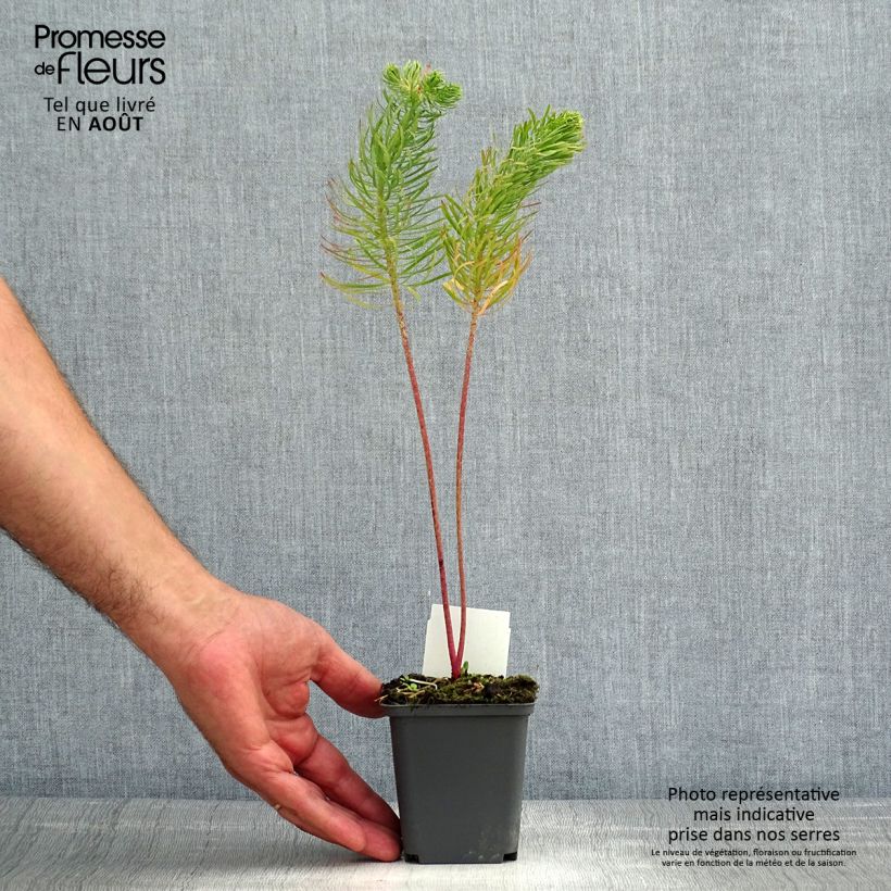 Ejemplar de Euphorbia cyparissias - Euforbia ciprés Maceta de 8/9 cm entregado en verano