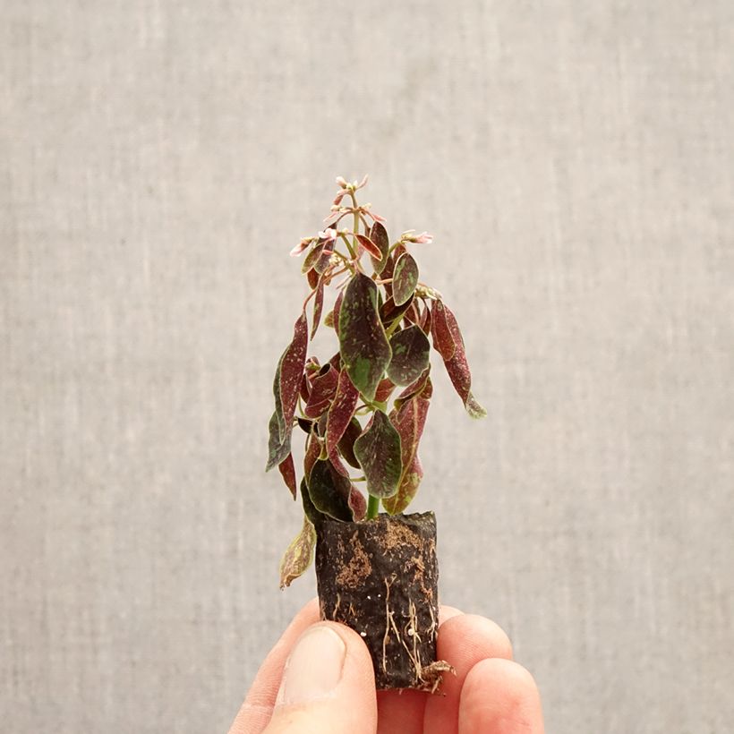 Euphorbia hypericifolia Shades in Pink - Lechetrezna minicepellón: Ø 3/4 cm Ejemplar entregado en la primavera