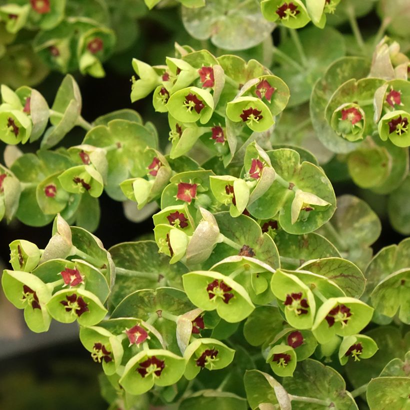 Euphorbia martinii - Lechetrezna (Floración)