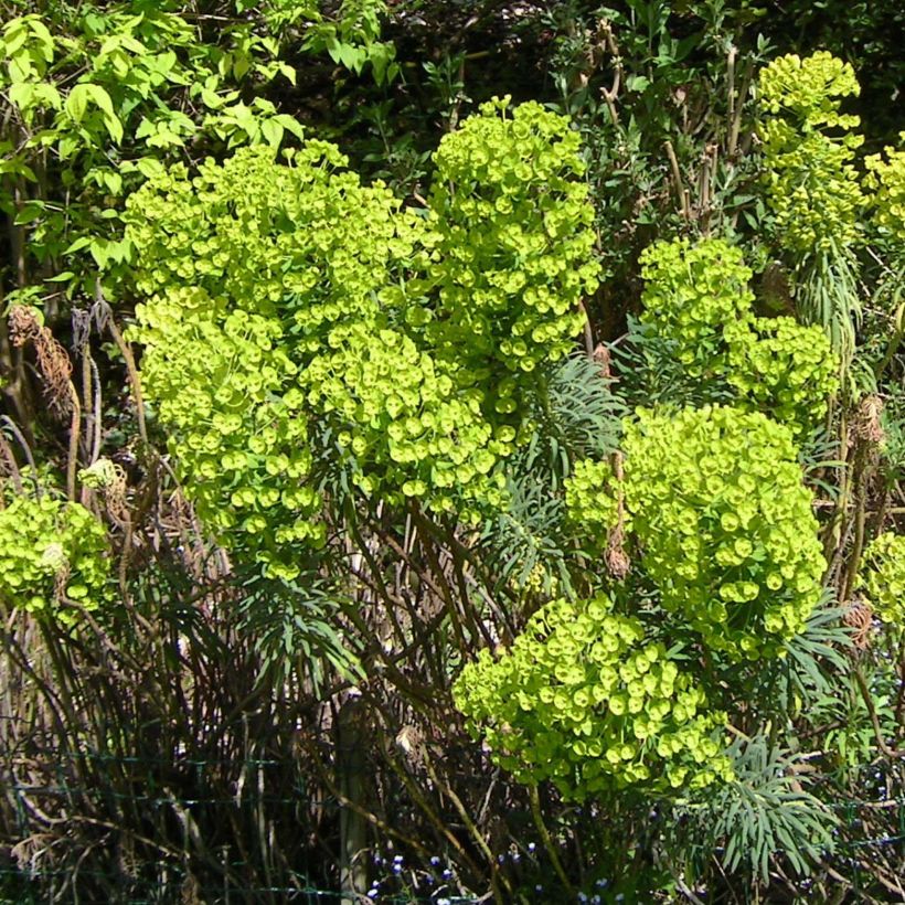 Euforbio mediterráneo - Euphorbia characias (Floración)