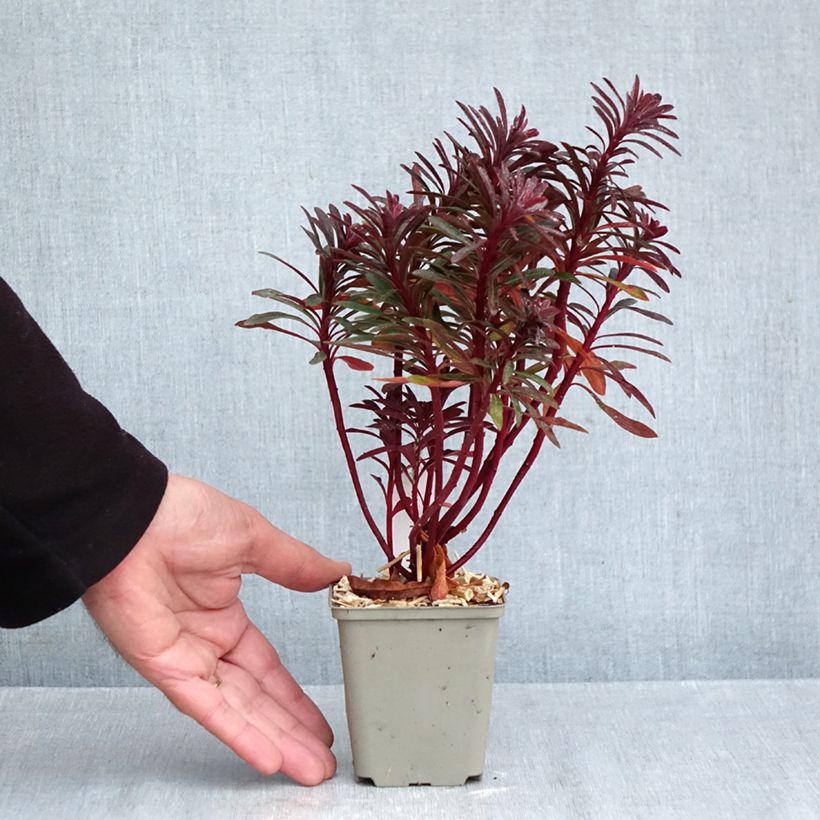 Ejemplar de Euforbio mediterráneo Miners Merlot - Euphorbia characias Maceta de 8/9 cm entregado en otoño