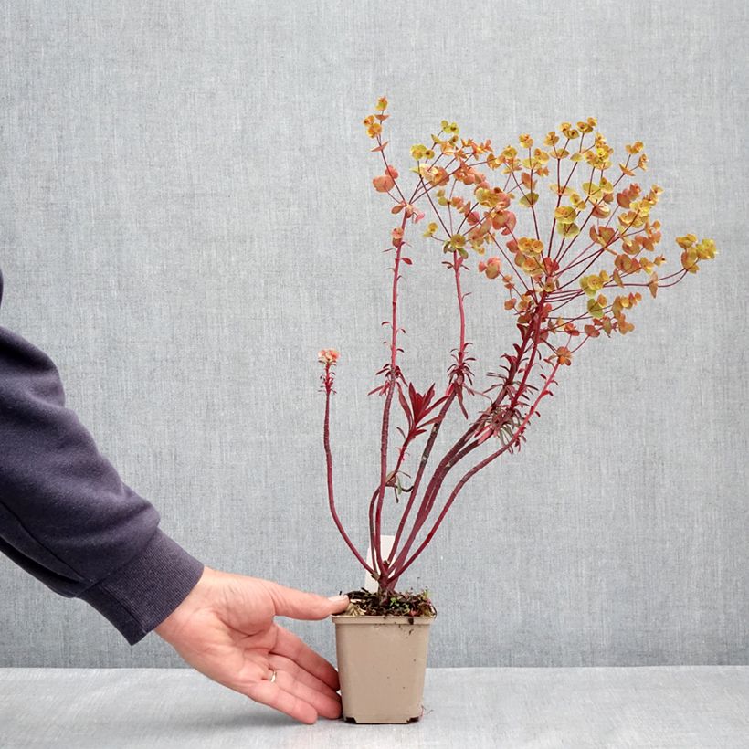 Euforbio mediterráneo Miners Merlot - Euphorbia characias Maceta de 8/9 cm Ejemplar entregado en la primavera