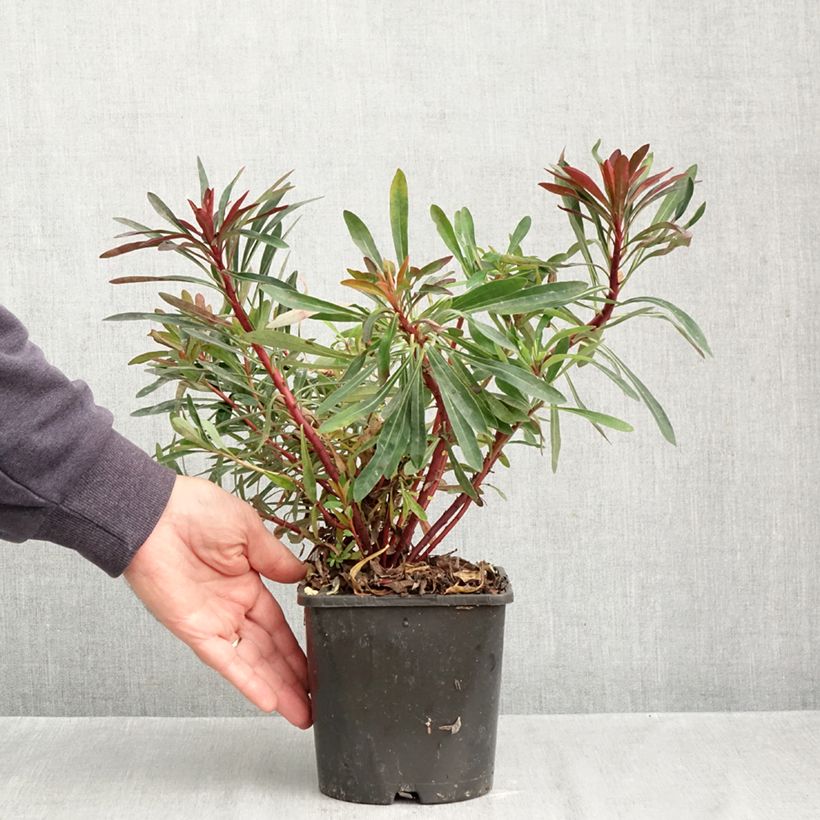 Ejemplar de Euforbio mediterráneo Miners Merlot - Euphorbia characias Maceta 1L/1,5L entregado en otoño