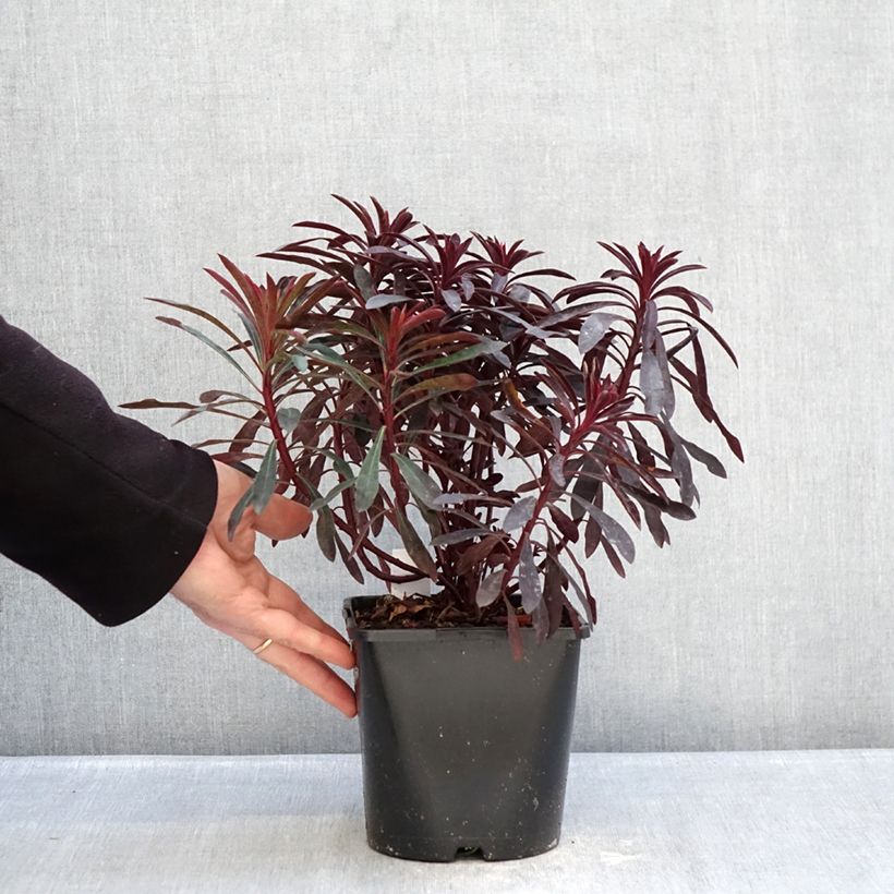 Euforbio mediterráneo Miners Merlot - Euphorbia characias Maceta 1L/1,5L Ejemplar entregado en invierno