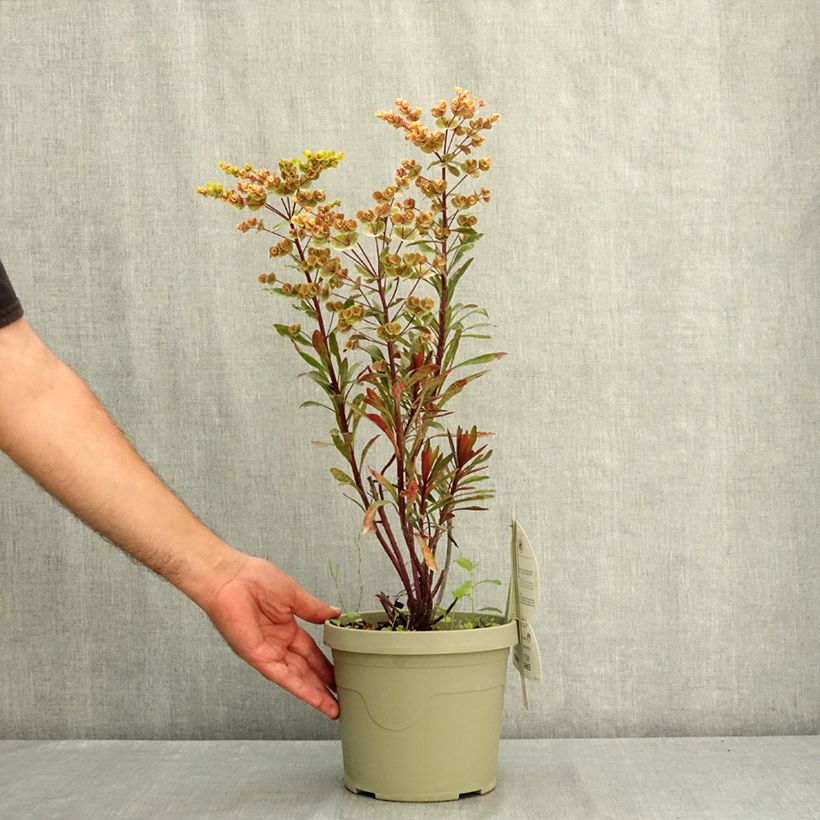 Ejemplar de Euforbio mediterráneo Miners Merlot - Euphorbia characias Maceta 3L/4L entregado en verano