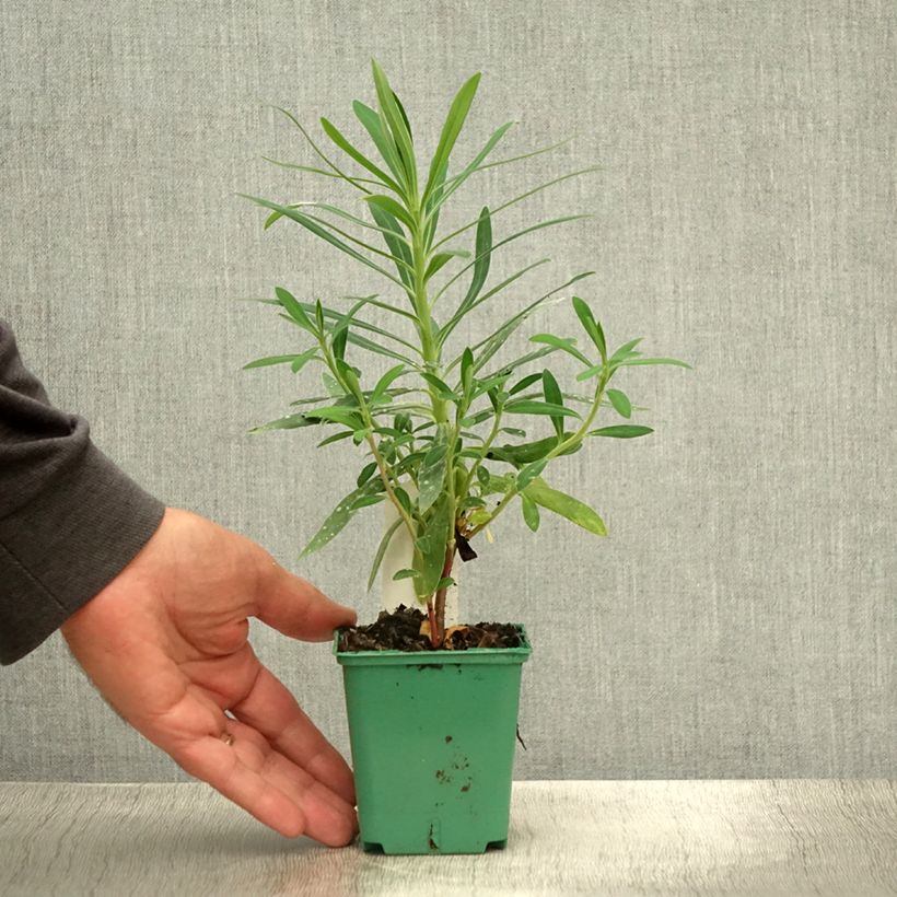 Ejemplar de Euforbio mediterráneo subsp. characias - Euphorbia characias Maceta de 8/9 cm entregado en verano