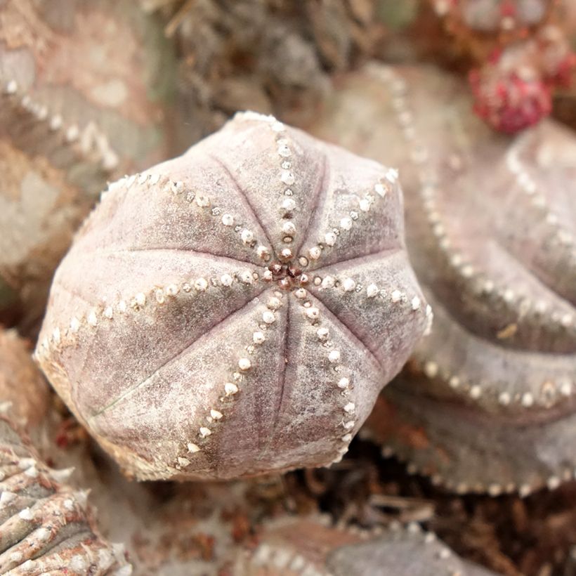 Euphorbia globosa (Follaje)