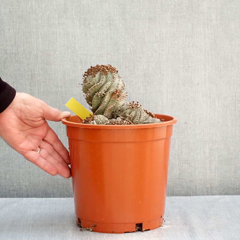 Ejemplar de Euphorbia horrida Alba Maceta 4L/5L entregado en otoño