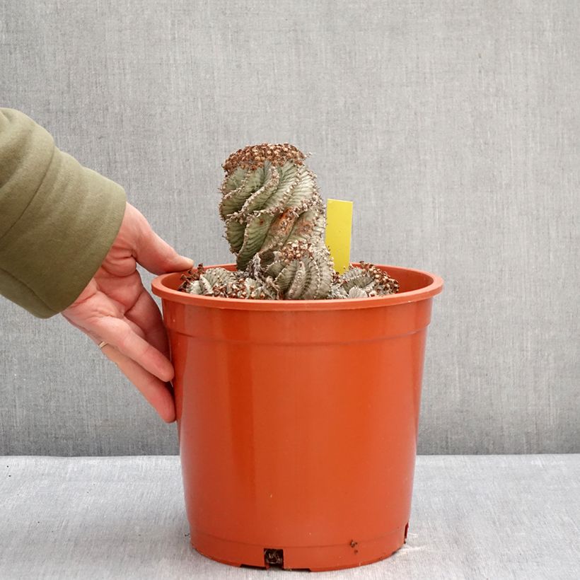Euphorbia horrida Alba Maceta 4L/5L Ejemplar entregado en invierno