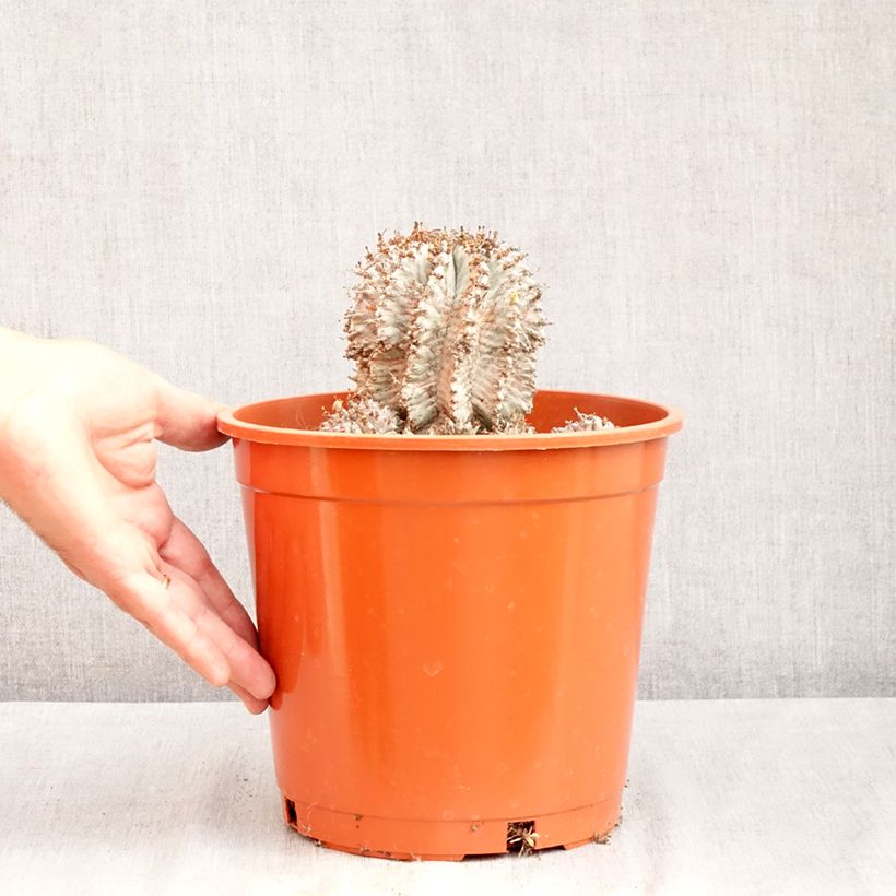 Ejemplar de Euphorbia horrida Alba Maceta 4L/5L entregado en verano