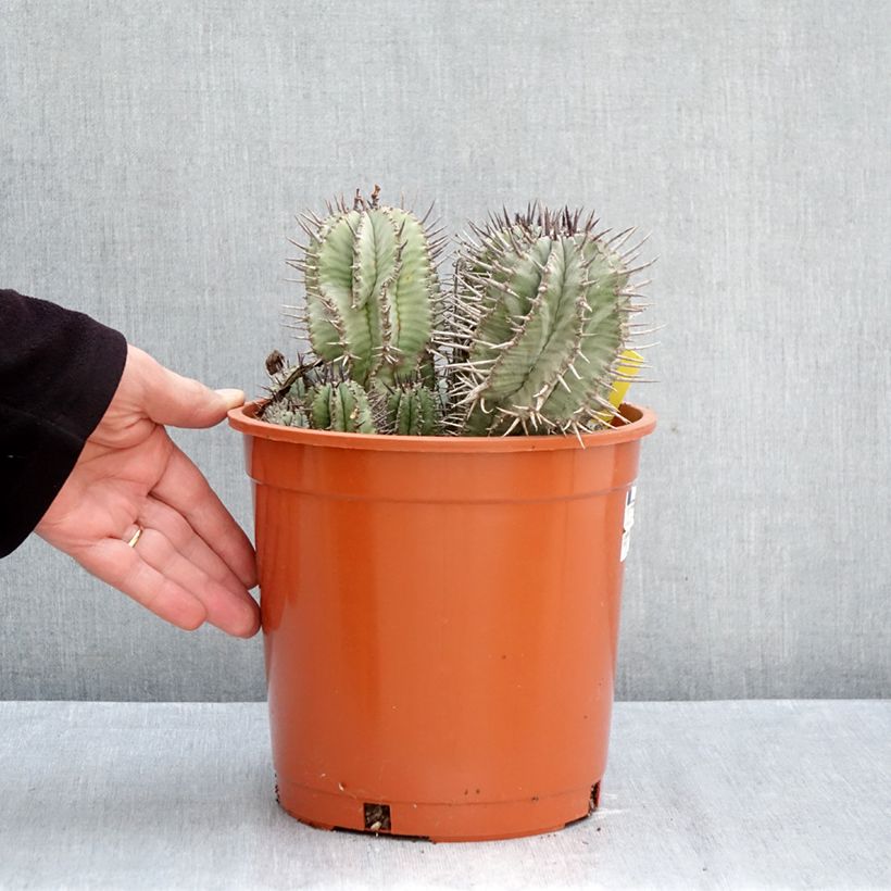 Ejemplar de Euphorbia horrida Maceta 4L/5L entregado en otoño