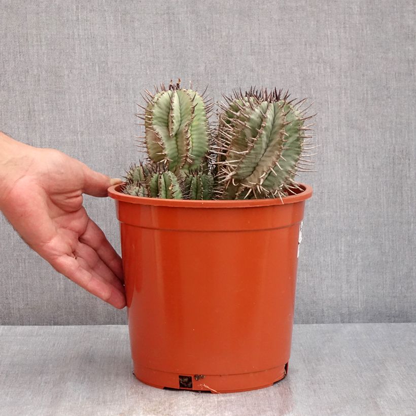 Ejemplar de Euphorbia horrida Maceta 4L/5L entregado en verano