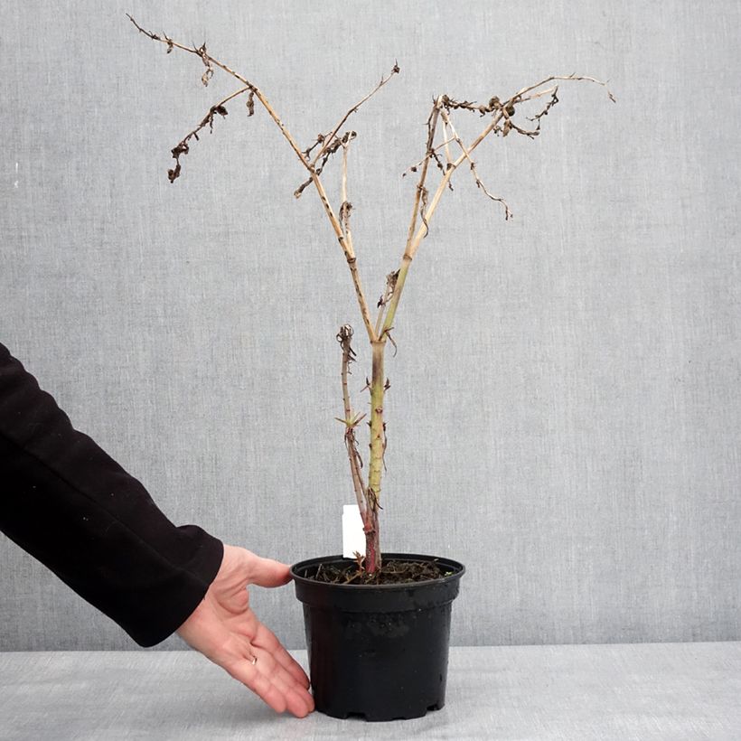 Euphorbia lathyris - Tártago Maceta 2L/3L Ejemplar entregado en invierno