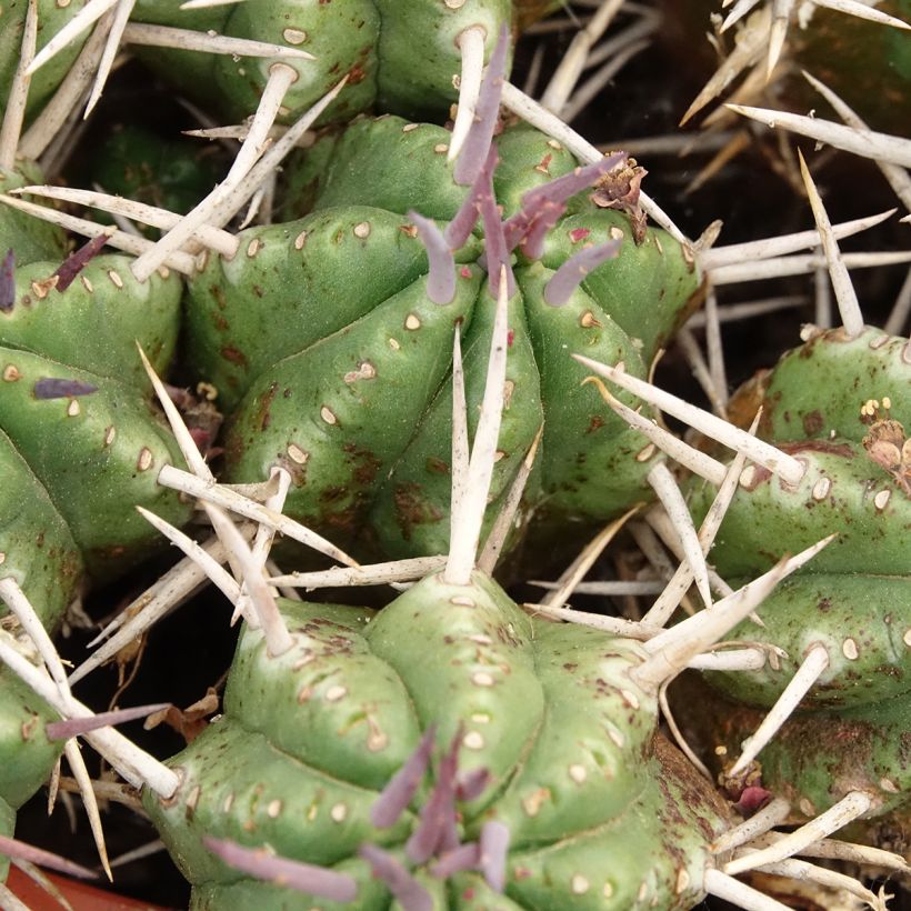 Euphorbia mammillaris (Follaje)
