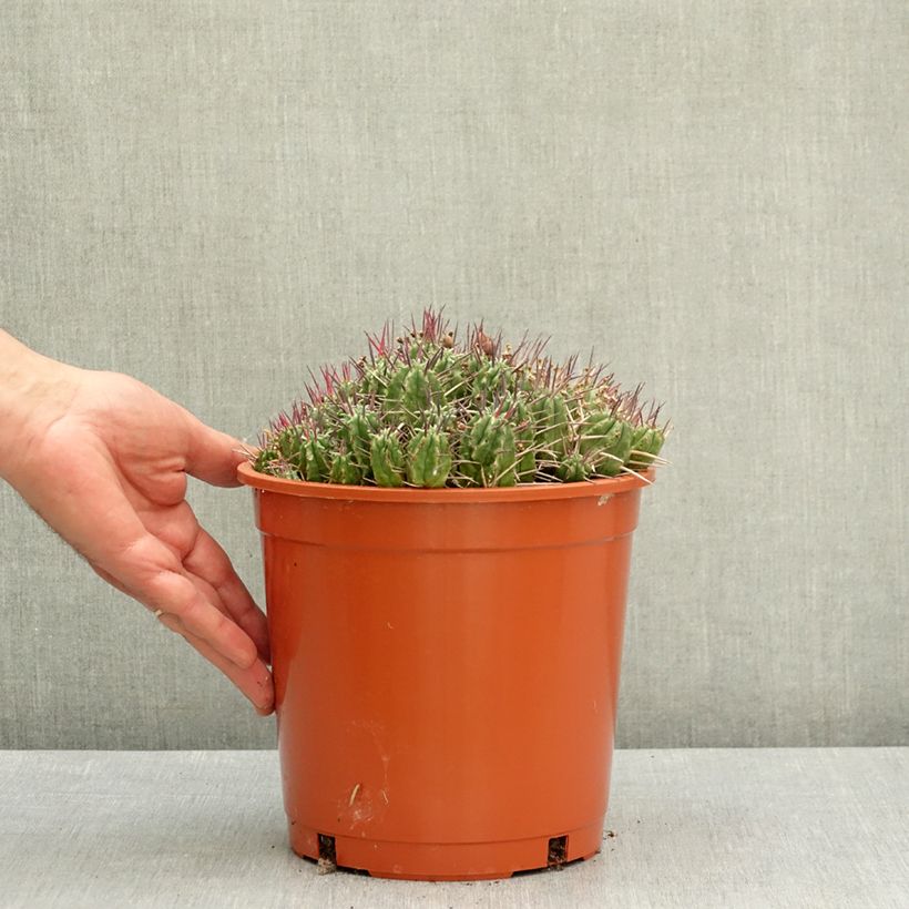 Euphorbia mammillaris Maceta 4L/5L Ejemplar entregado en la primavera