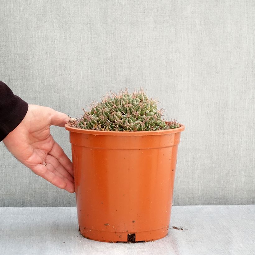 Ejemplar de Euphorbia meloformis Maceta 4L/5L entregado en otoño