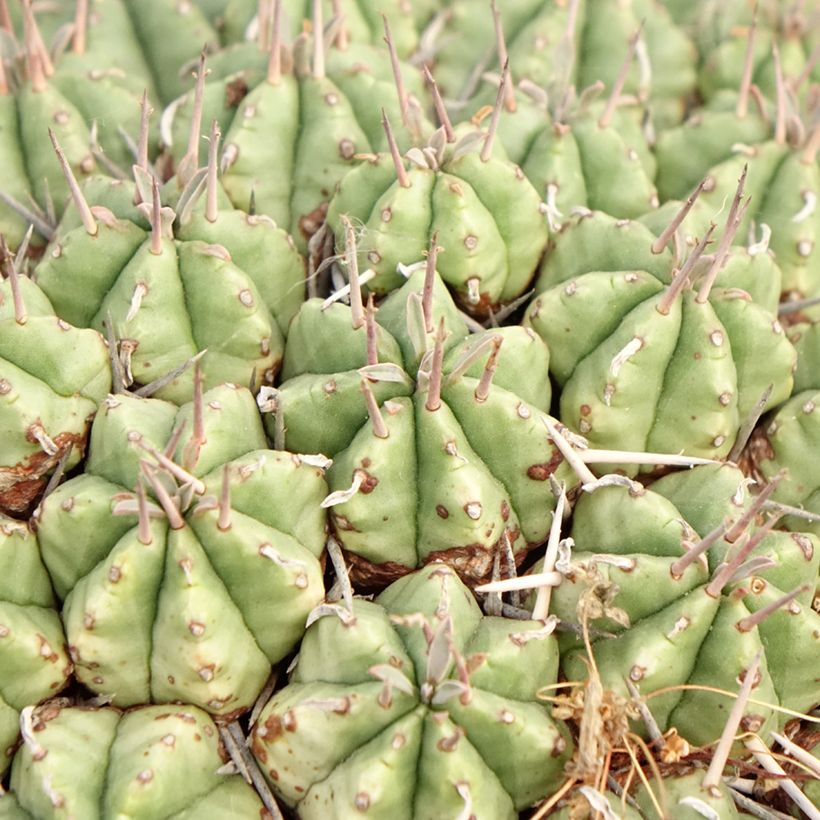 Euphorbia meloformis (Follaje)