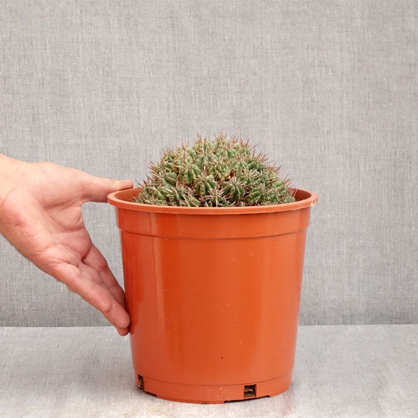 Ejemplar de Euphorbia meloformis Maceta 4L/5L entregado en verano