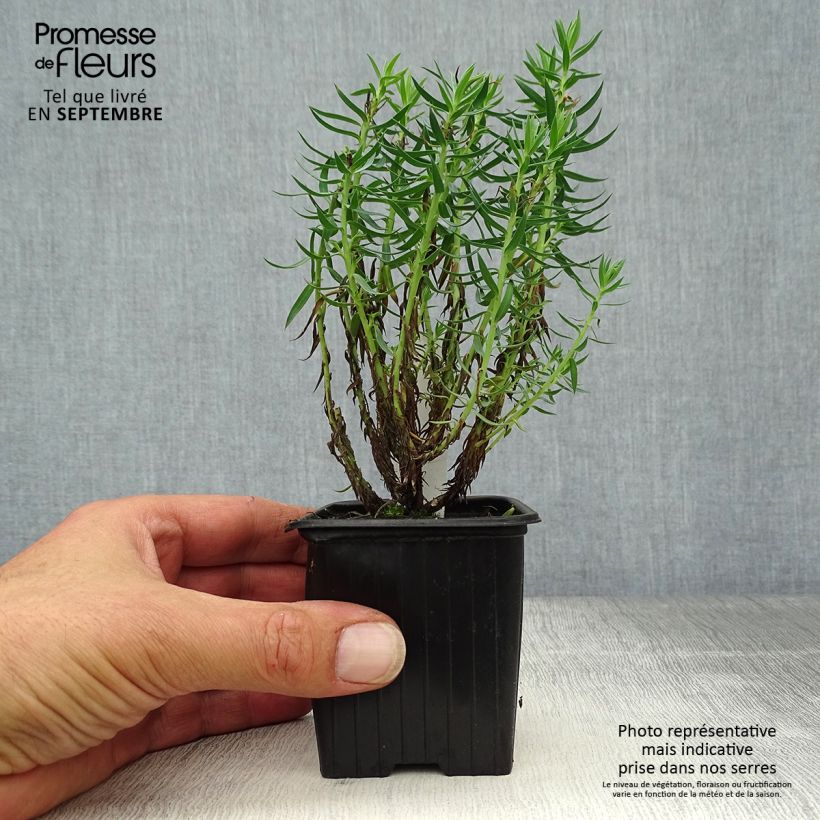 Ejemplar de Euphorbia pithyusa - Lechetrezna Maceta de 8/9 cm entregado en otoño