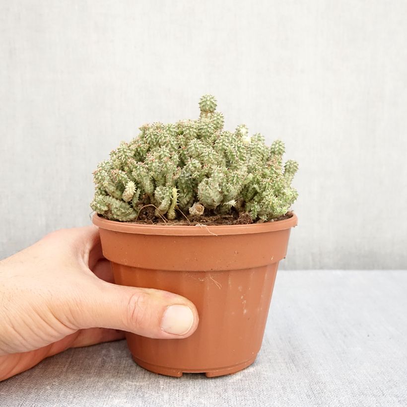 Ejemplar de Euphorbia submammillaris - Lechetrezna Maceta de 12 cm / 13 cm entregado en otoño