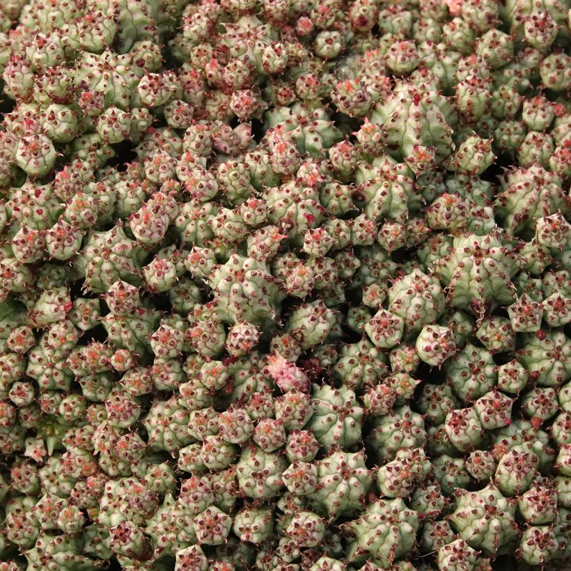Euphorbia submammillaris - Lechetrezna (Follaje)