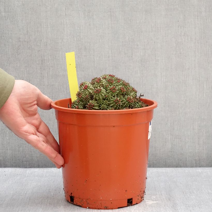 Euphorbia suzannae - Euphorbia Maceta 4L/5L Ejemplar entregado en invierno