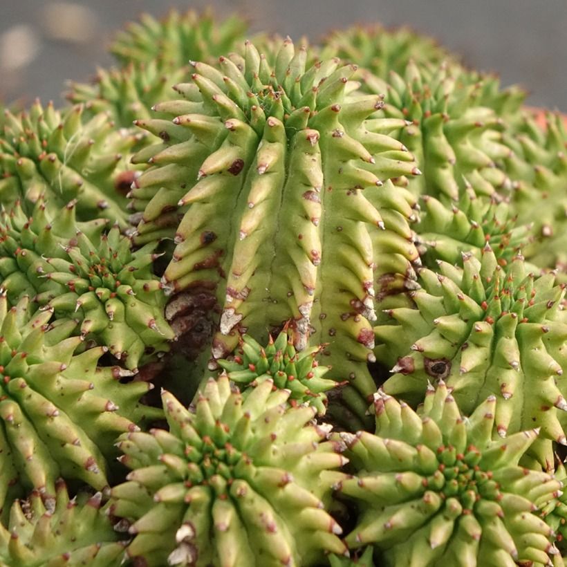 Euphorbia suzannae - Euphorbia (Follaje)