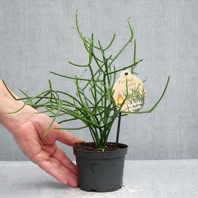 Euphorbia tirucalli Maceta de 12 cm / 13 cm Ejemplar entregado en la primavera