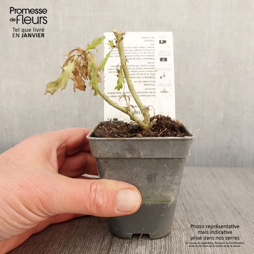 Euryops chrysanthemoides Sonnenschein - Margarita amarilla Maceta de 8/9 cm Ejemplar entregado en invierno