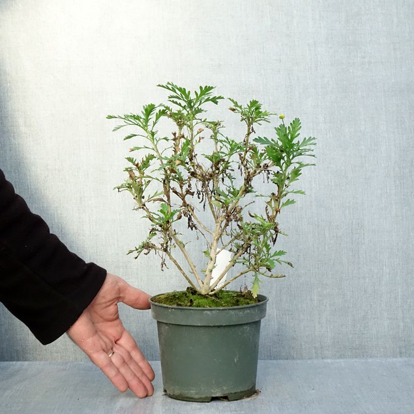 Ejemplar de Euryops evansii Maceta 2L/3L entregado en otoño