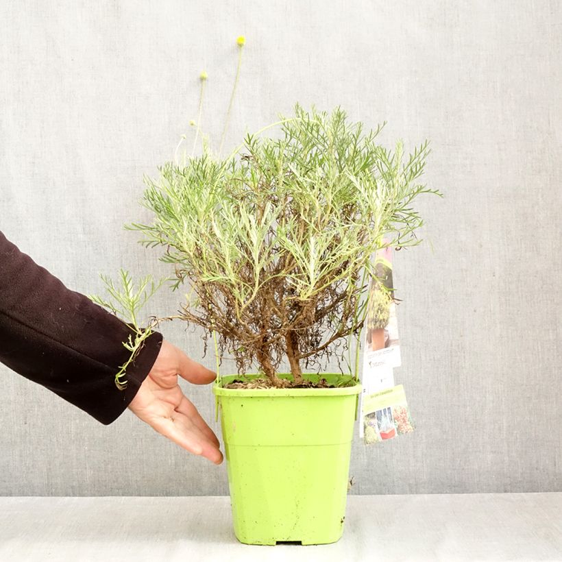 Ejemplar de Euryops Infinity Maceta 4L/5L entregado en otoño