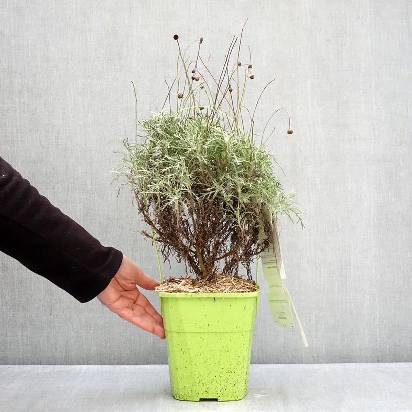 Euryops Infinity Maceta 4L/5L Ejemplar entregado en invierno