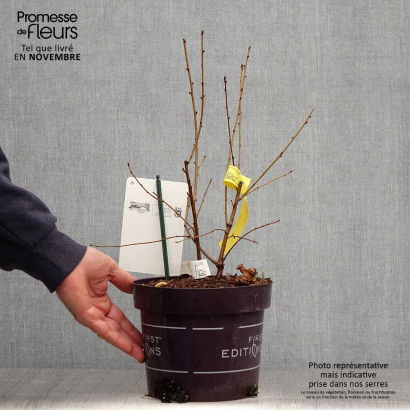 Ejemplar de Exochorda macrantha Lotus Moon Maceta 3L/4L entregado en otoño