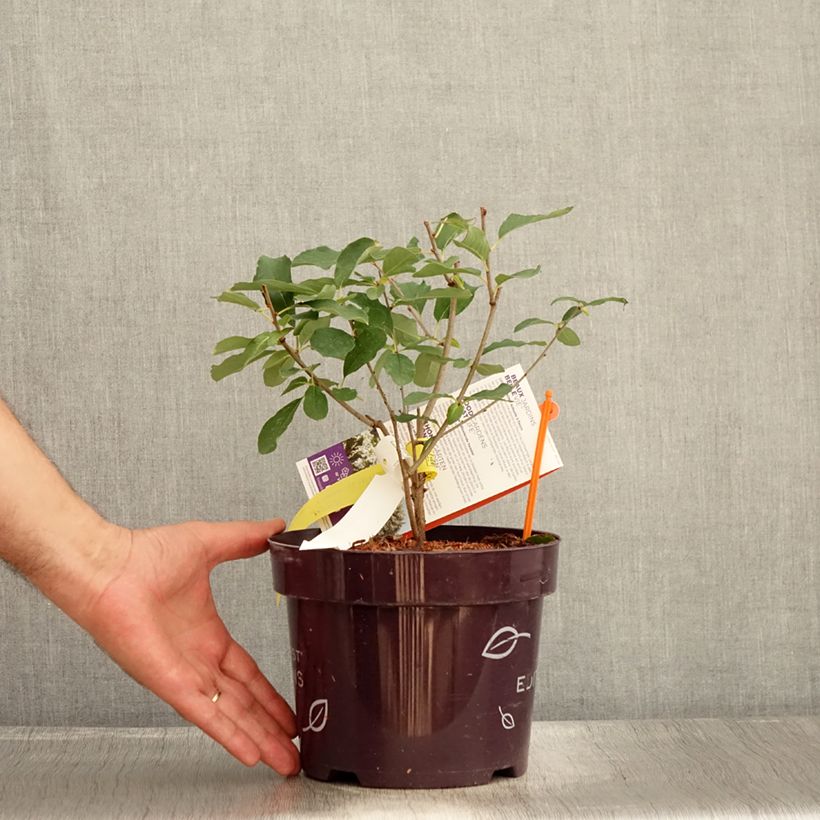 Ejemplar de Exochorda macrantha Lotus Moon Maceta 3L/4L entregado en verano