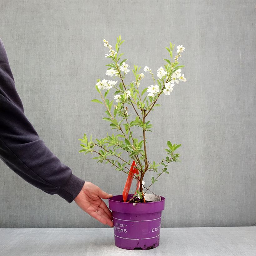 Exochorda macrantha Lotus Moon Maceta 3L/4L Ejemplar entregado en la primavera