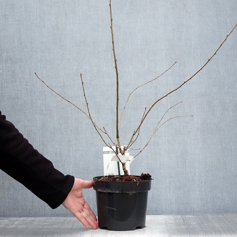 Exochorda racemosa Blushing Pearl Maceta 3L/4L Ejemplar entregado en invierno