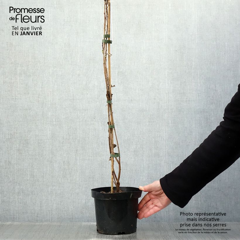 Exochorda racemosa Niagara Maceta 3L/4L Ejemplar entregado en invierno