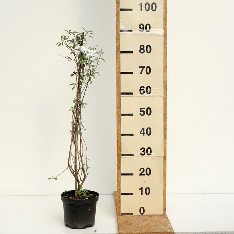 Ejemplar de Exochorda racemosa Snow Mountain Maceta 3L/4L entregado en verano