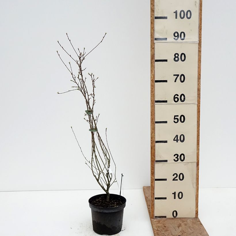 Exochorda racemosa Snow Mountain Maceta 3L/4L Ejemplar entregado en invierno