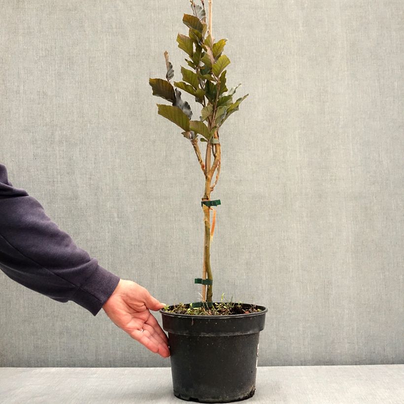Ejemplar de Haya común Anny's Red Pillar - Fagus sylvatica Maceta 4L/5L entregado en verano