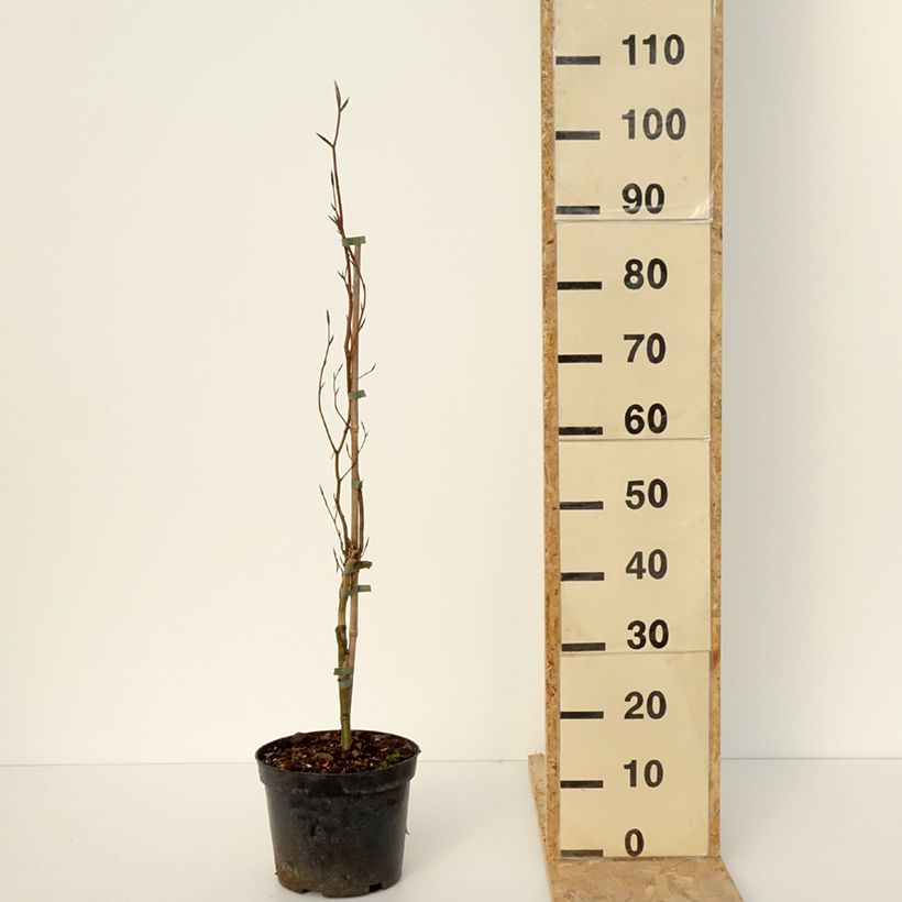 Haya común Anny's Red Pillar - Fagus sylvatica Maceta 4L/5L Ejemplar entregado en invierno