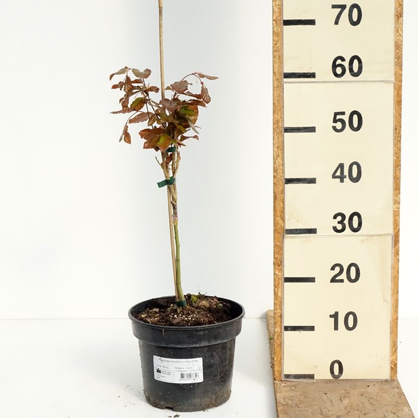Haya común Anny's Red Pillar - Fagus sylvatica Maceta 4L/5L Ejemplar entregado en la primavera