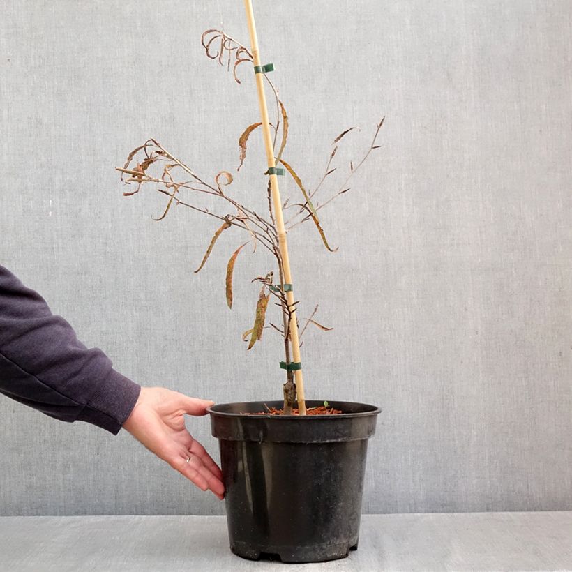 Ejemplar de Haya común Ansorgei - Fagus sylvatica Maceta 7,5L/10L entregado en otoño