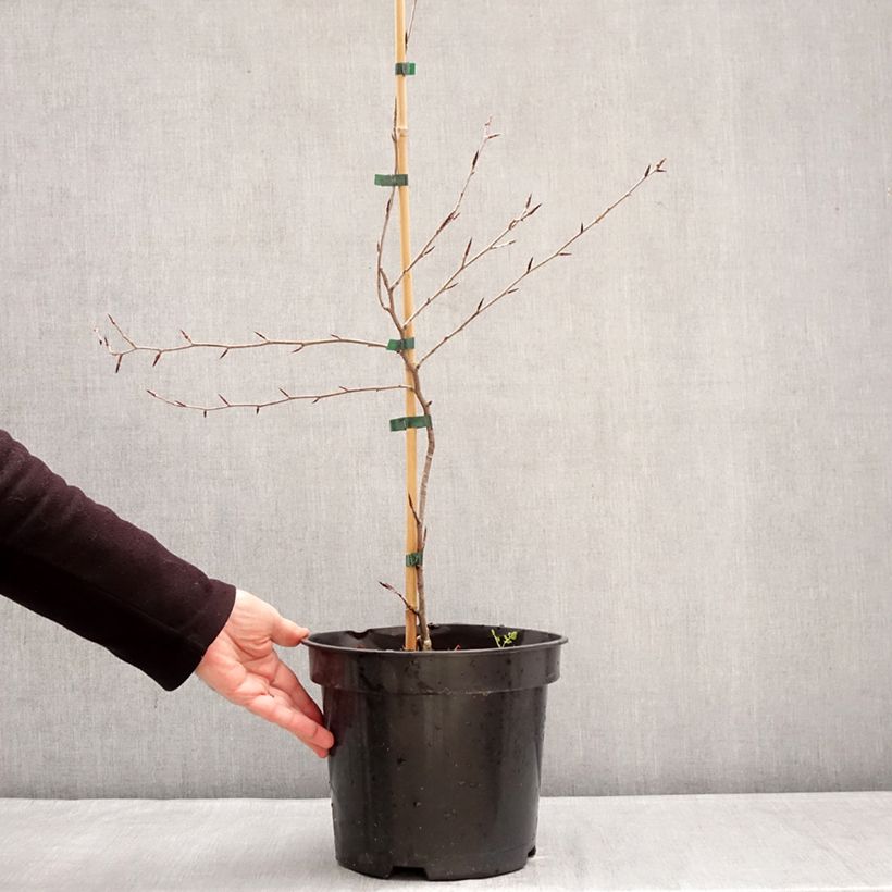 Haya común Ansorgei - Fagus sylvatica Maceta 7,5L/10L Ejemplar entregado en invierno