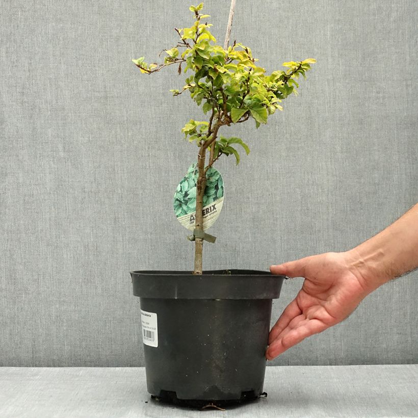 Ejemplar de Haya común Asterix - Fagus sylvatica Maceta 4L/5L entregado en verano