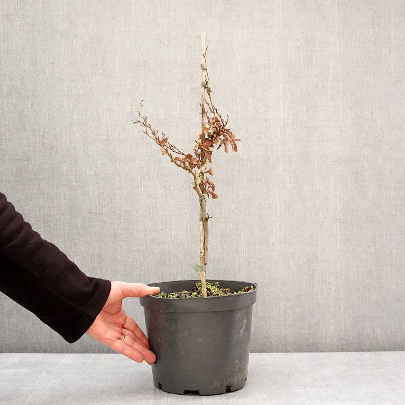 Haya común Asterix - Fagus sylvatica Maceta 4L/5L Ejemplar entregado en invierno